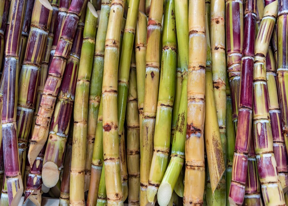 Sugarcane in Kenya ADAMA East Africa
